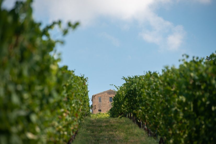 “Verdicchio Experience” tra i vigneti di Umani Ronchi 