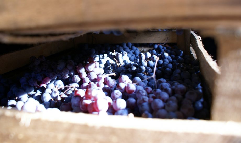 Le uve per la produzione di Amarone