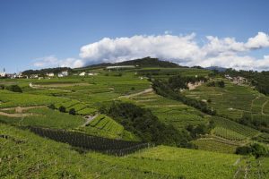 Alla scoperta dei “tioli varietali” del Müller Thurgau (e non solo), con “D-Wines”