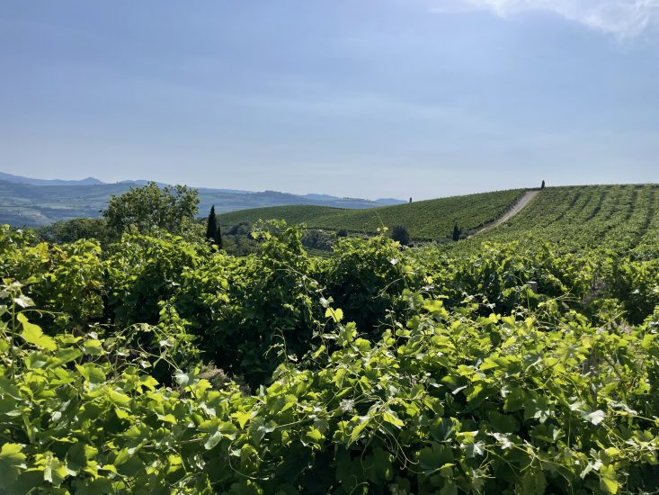 I vigneti di Tenuta Sant’Antonio, una delle 13 Famiglie Storiche