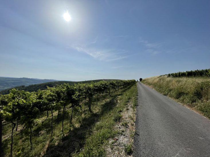 I vigneti di Tenuta Sant’Antonio, una delle 13 Famiglie Storiche