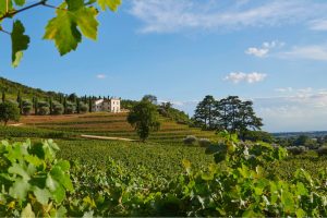 Vino, agricoltura e ristorazione per valorizzare il territorio: nasce “Rete Valpantena”