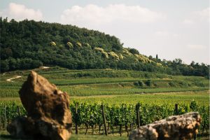 Promozione, un portale web, enoturismo ed eccellenze: il futuro della “Rete Valpantena”