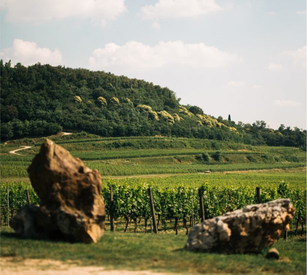 “Rete Valpantena”, tra vino, agricoltura e ristorazione