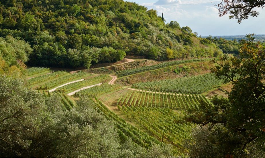 “Rete Valpantena”, tra vino, agricoltura e ristorazione