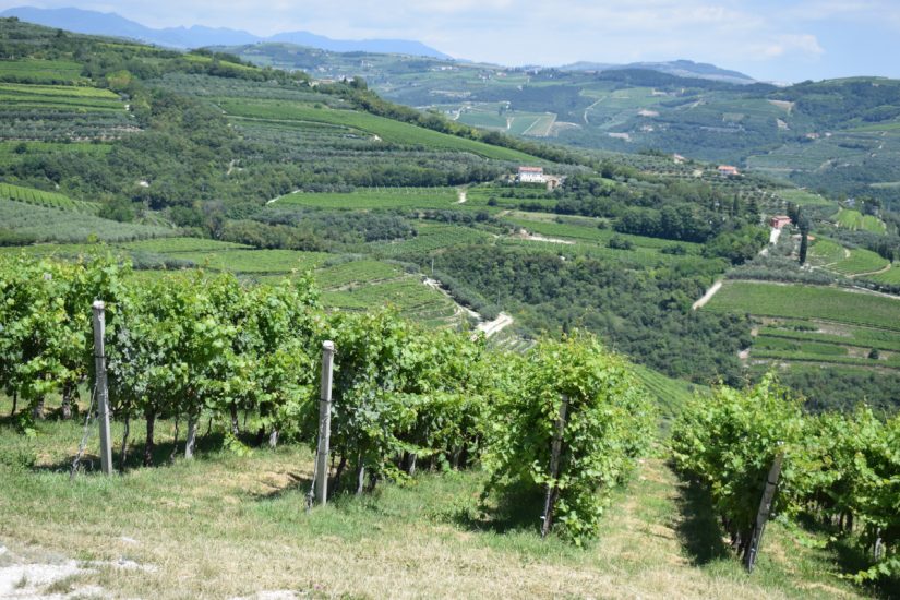 I vigneti della Valpolicella
