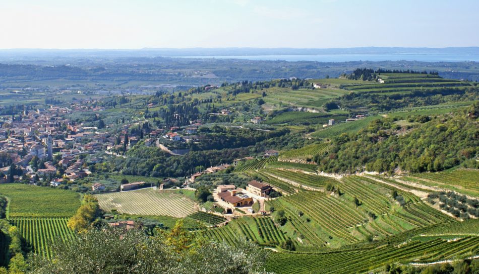 I vigneti della Valpolicella