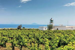 “Biodivino”: il vino bio e biodinamico italiano, che vale il 17,8% delle superfici vitate