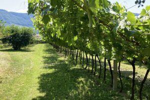 Quando le cooperative del vino lavorano come “artigiani”: Mezzacorona ed il progetto “Musivum”