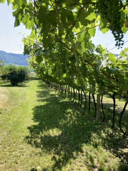 Mezzacorona ed il progetto “Musivum”