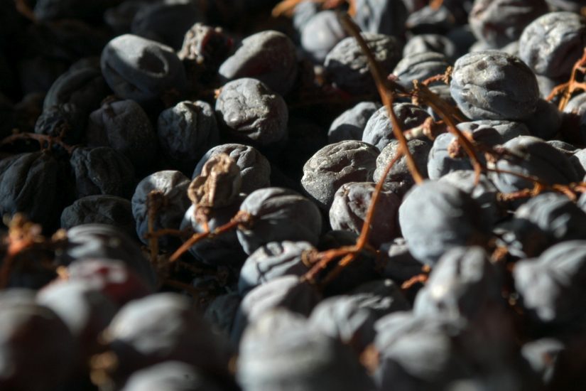 Le uve della Valpolicella in appassimento per l’Amarone