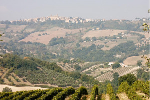 I Quaderni di WineNews - Il Verdicchio delle Marche