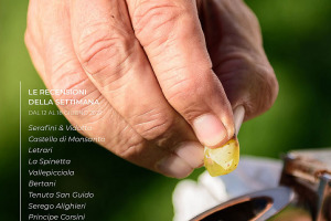 I Vini di WineNews - N. 210