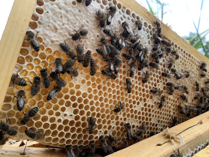 Le Api nere dell’Etna