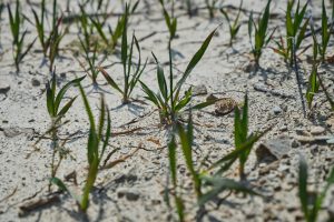 Emergenza siccità, campagne italiane sono allo stremo. Coldiretti: 3 miliardi di danni