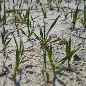 Agricoltura Ue, il Copa-Cogeca chiede misure urgenti contro la crisi climatica