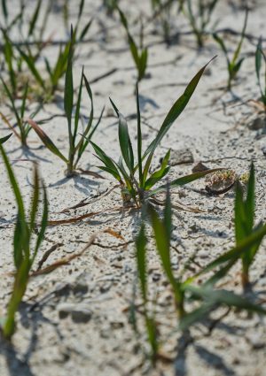 Agricoltura Ue, il Copa-Cogeca chiede misure urgenti contro la crisi climatica