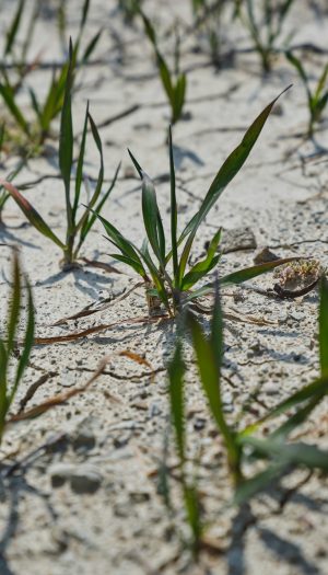 Agricoltura Ue, il Copa-Cogeca chiede misure urgenti contro la crisi climatica
