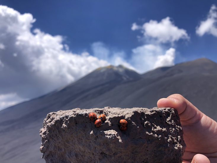 La biodiversità sull’Etna, a oltre 2800 metri