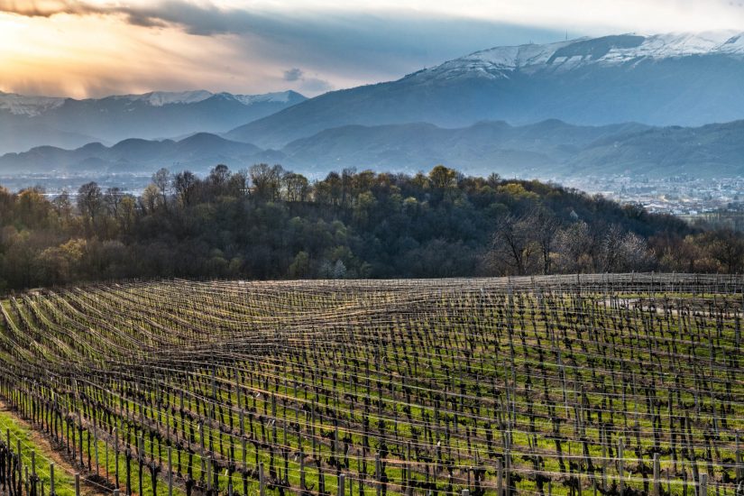 I vigneti di Col Sandago