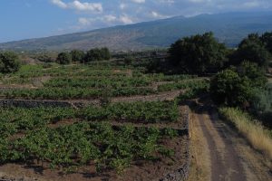 Tra storia e futuro, Docg e zonazione l’Etna del vino, diamante enoico di Sicilia e d’Italia Tra storia e futuro, Docg e zonazione l’Etna del vino, diamante enoico di Sicilia e d’Italia