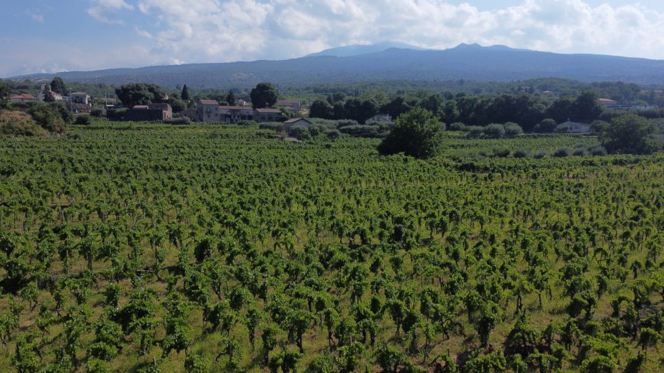 I vigneti di Tenuta di Fessina, con vista sull’Etna