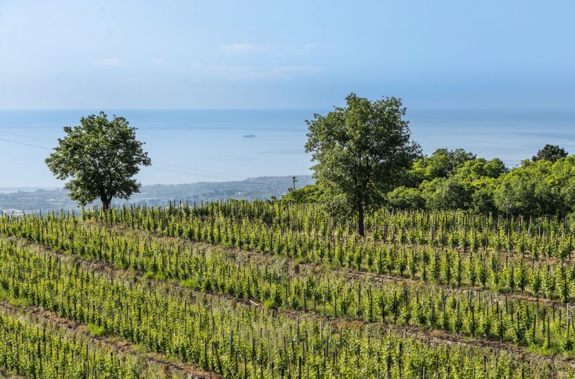 Milo. I vigneti della cantina Maugeri
