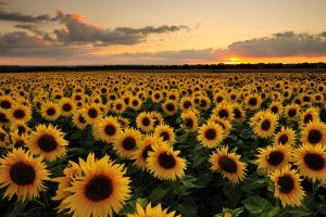 La Commissione Europea dà il via libera alla coltivazione di altri 3 milioni di ettari