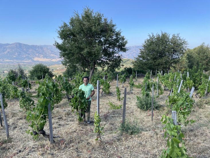 Aberto Aiello Graci nella vigna Barbabecchi