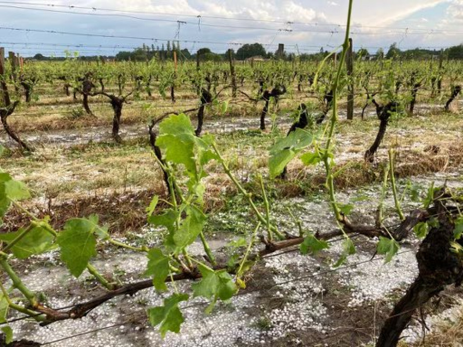 I danni della grandine sui vigneti