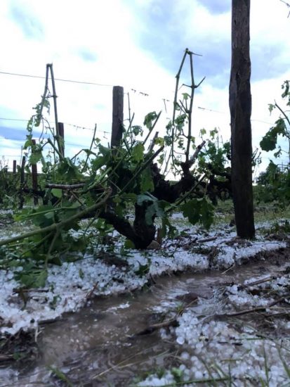 I danni della grandine di giugno sui vigneti di Francia