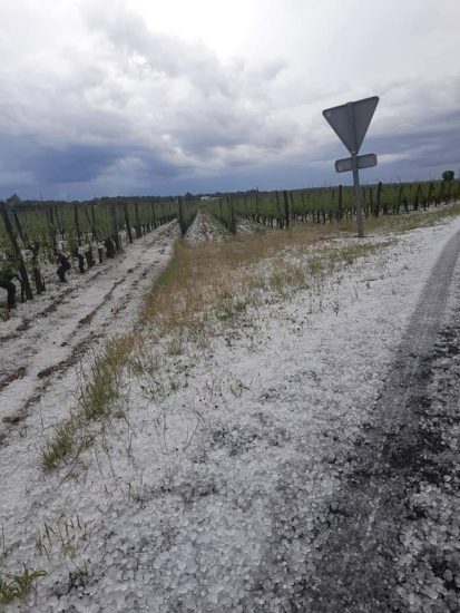 I danni della grandine di giugno sui vigneti di Francia