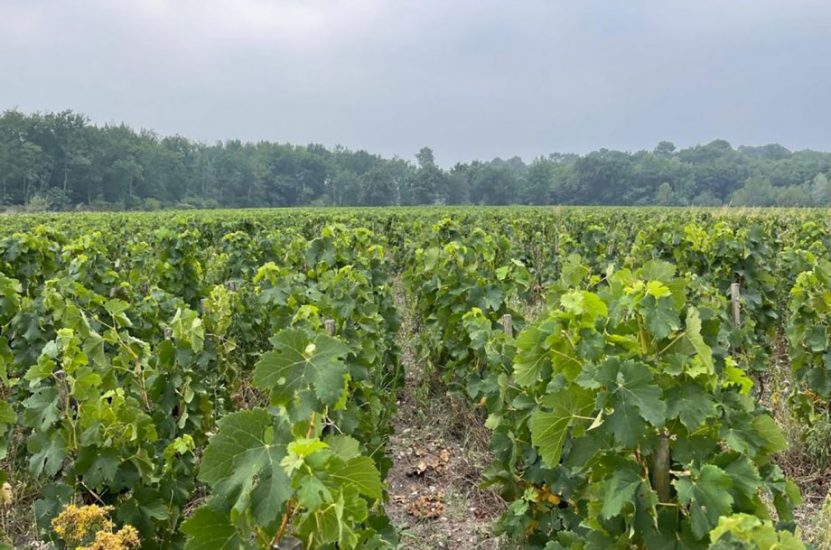 I filari di Liber Pater avvolti dal fumo