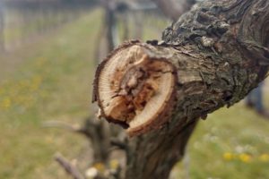 Funghi e batteri selezionati per combattere le malattie del legno della vite