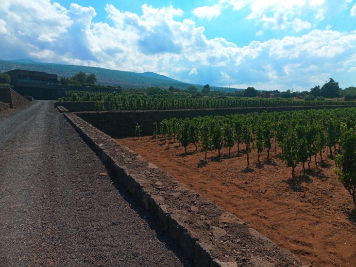 I vigneti di Pietradolce