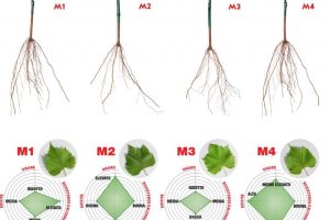 I “portainnesti M”, risposta agli stress idrici e alle temperature eccezionali di questi mesi