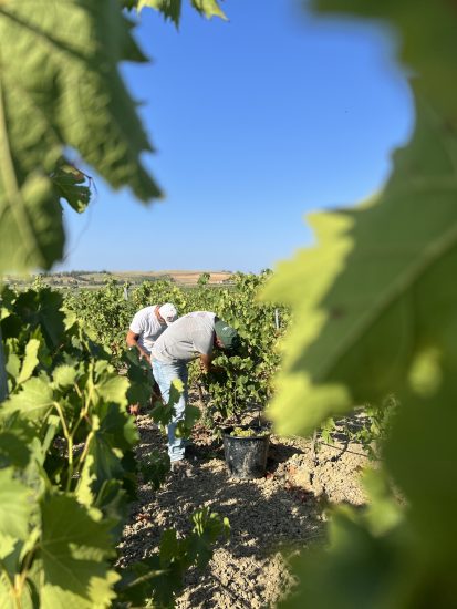 Vendemmia 2022 al via in Sicilia, a Menfi, con Settesoli