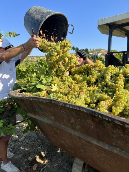 Vendemmia 2022 al via in Sicilia, a Menfi, con Settesoli