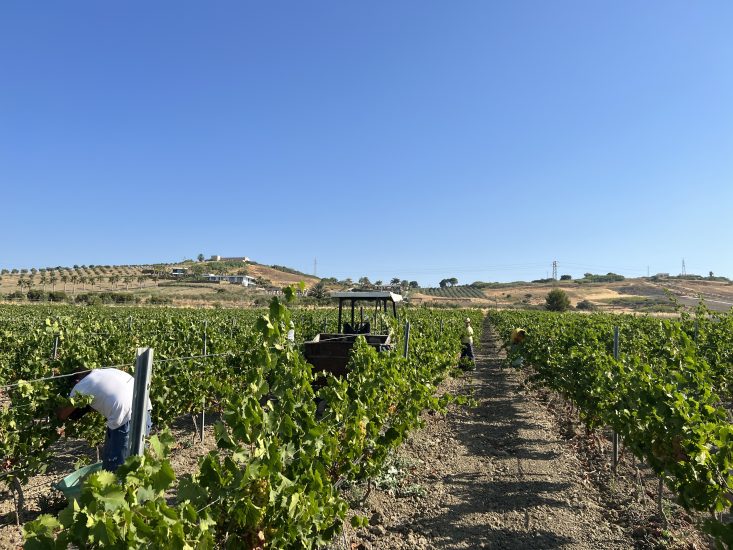 Vendemmia 2022 al via in Sicilia, a Menfi, con Settesoli