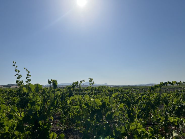 Vendemmia 2022 al via in Sicilia, a Menfi, con Settesoli