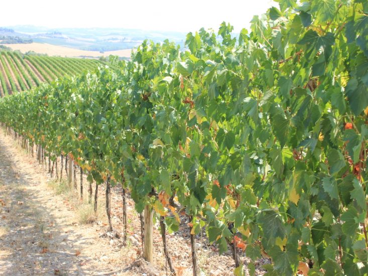 Le sfide del vigneto