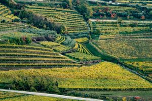 Valpolicella Negrar, Terre del Barolo, Frentana: le migliori cooperative del vino per Weinwirtschaft