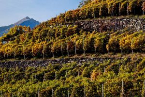 I 27 paesaggi rurali d’Italia si uniscono nell’Associazione dei Paesaggi di Interesse Storico