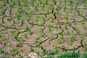 L’estate senza fine minaccia i raccolti: danni per l’agricoltura italiana sopra i 6 miliardi di euro