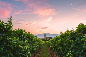 I Quaderni di WineNews - La Franciacorta
