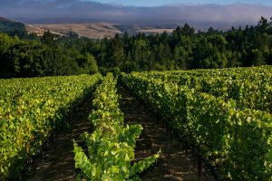 Vino e assicurazioni, Axa Millesimes acquisisce Platt Vineyard, nella Sonoma Coast, in California