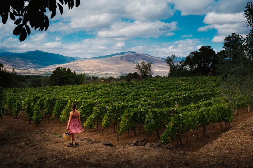 I vigneti dell’Etna in vendemmia