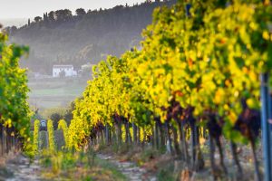 San Gervasio, 373 ettari (15 vitati) acquistata da Fattoria Villa Saletta nel Pisano