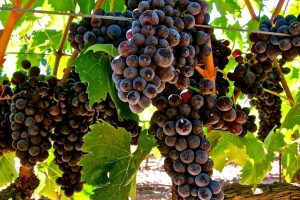 Aglianico ad Avellino, “serve una risposta sistemica per i 130 viticoltori rimasti senza commesse”