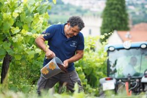 Tra ricerca ed economia circolare, in Galizia i fondi di caffè contro le malattie della vite